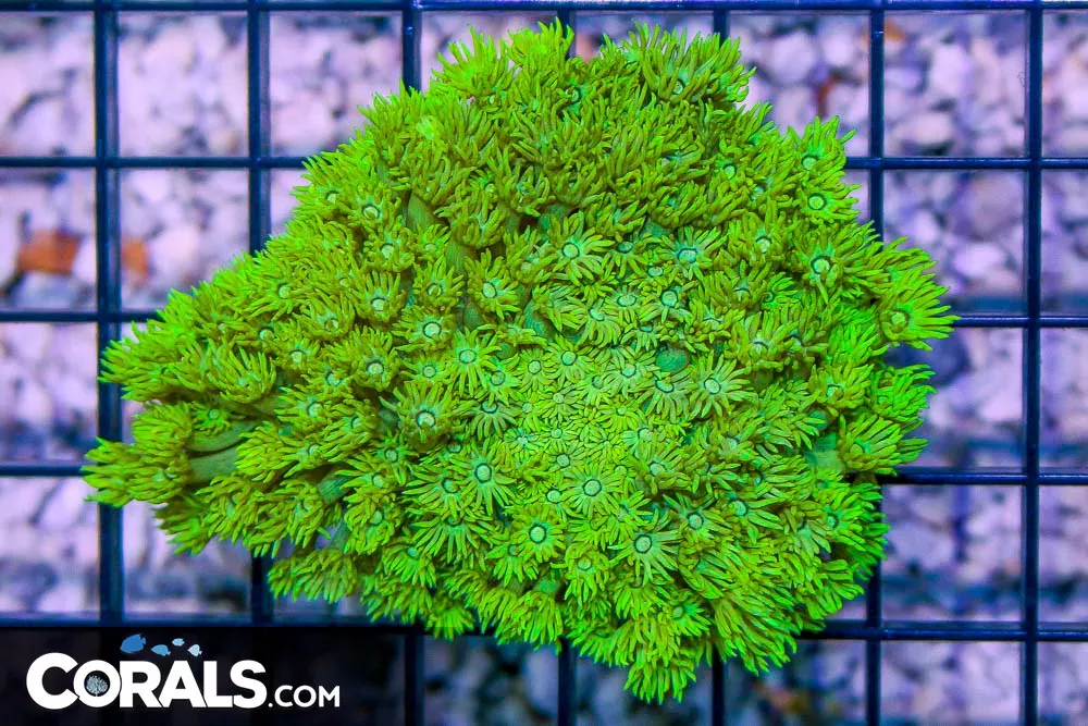 SUPER ULTRA Goniopora – Aussie GLOWING YELLOW!