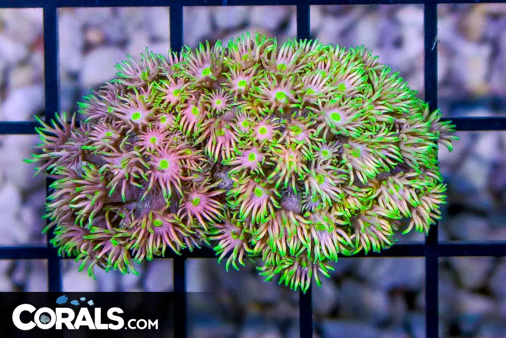 SUPER ULTRA Goniopora – Australia