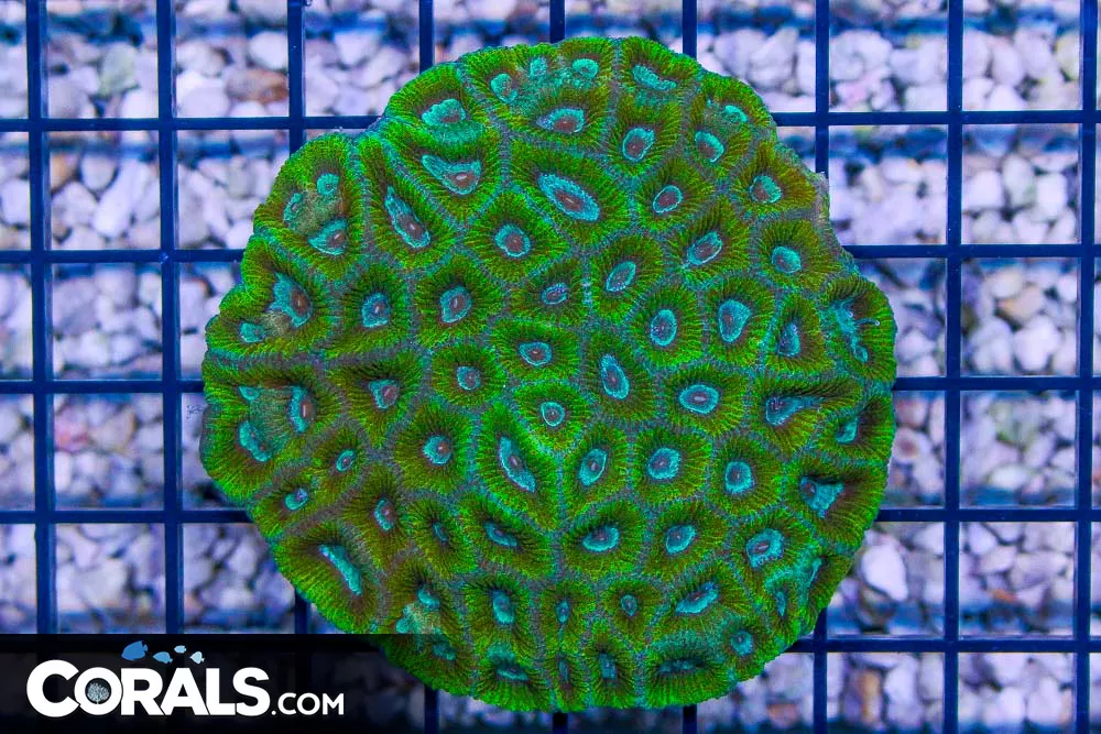 SUPER UNIQUE FAVIA – Australia
