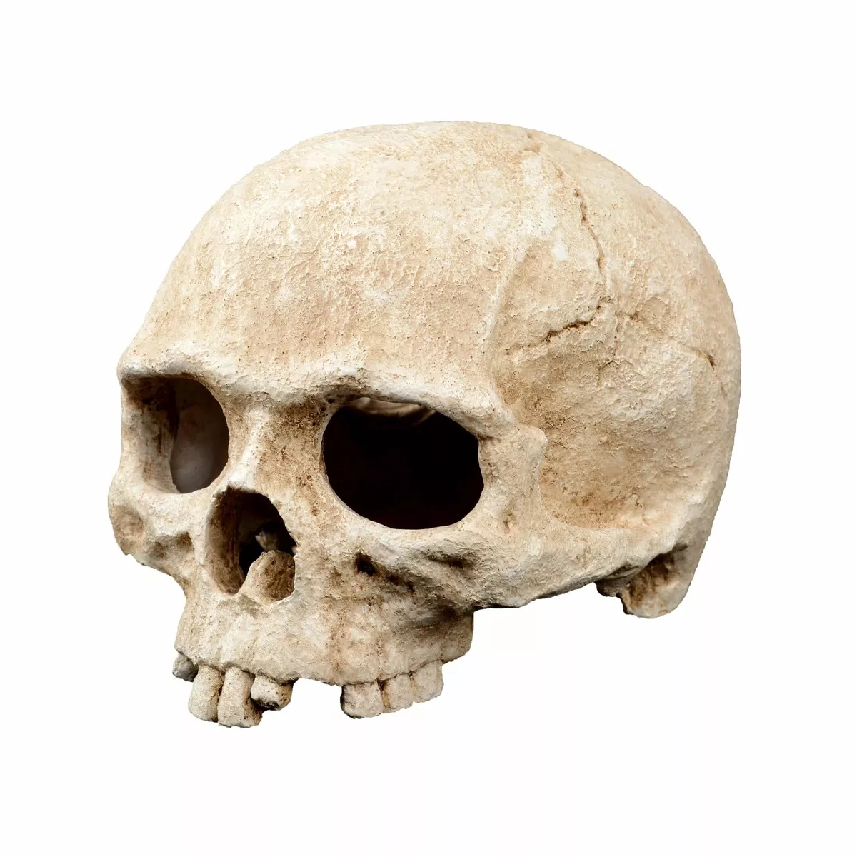 TD SKULL 2