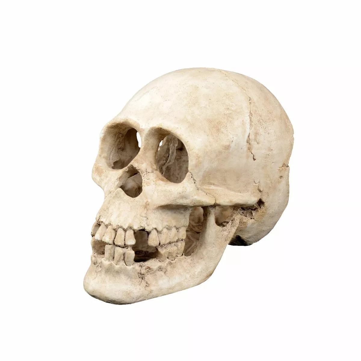 TD SKULL
