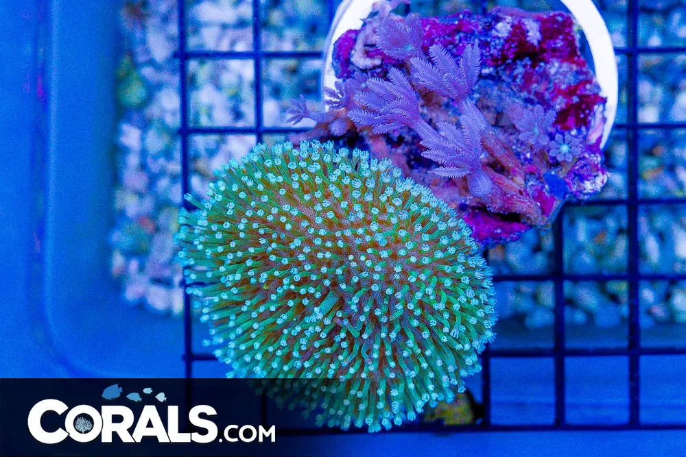 Toadstool Leather – Australia Clove Combo Coral!