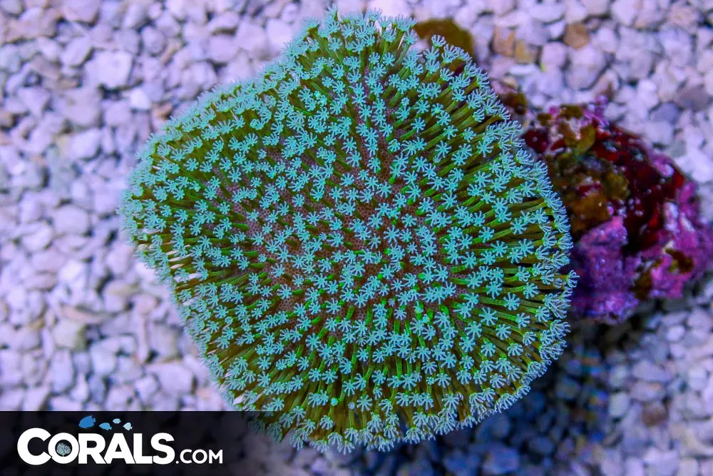 Toadstool Leather – Australia Green Polyps! Big/Tall!
