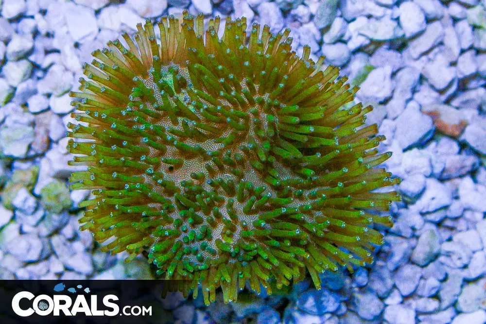 Toadstool Leather – Australia Green Polyps!