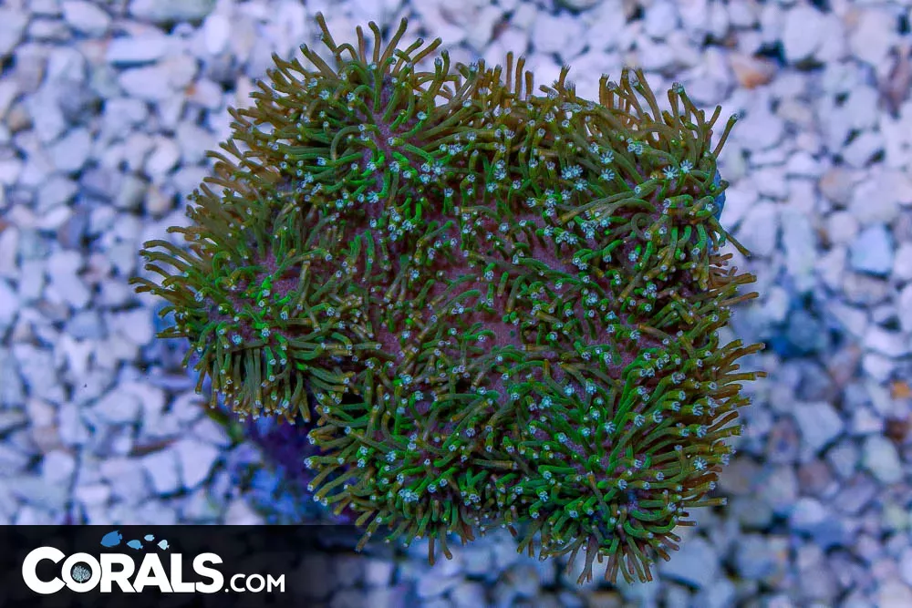 Toadstool Leather – Australia Long Green Polyps!