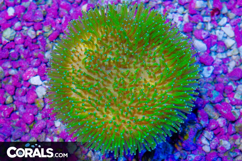 Toadstool Leather – Indo Green Polyp!