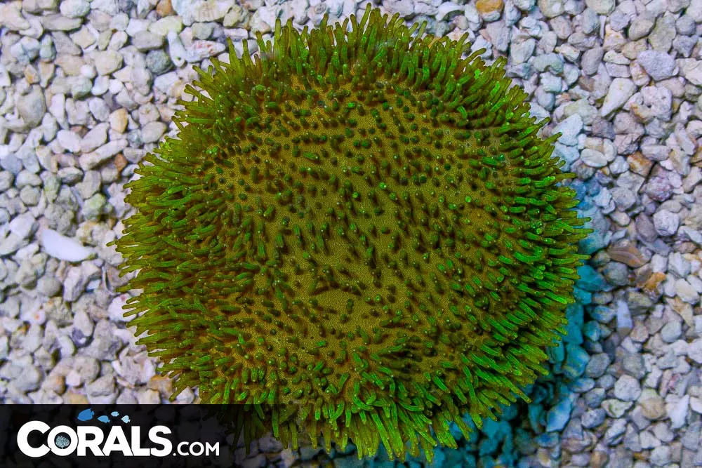 Toadstool Leather – Indo – GREEN POLYPS BIG