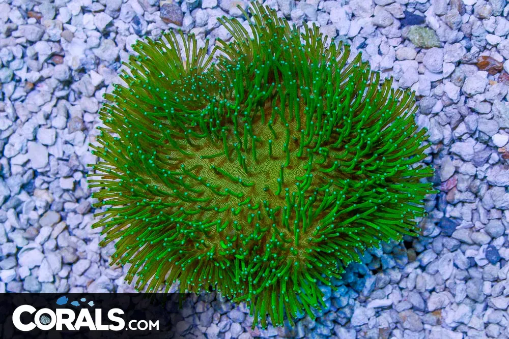 Toadstool Leather – Indo – LONG GREEN POLYPS