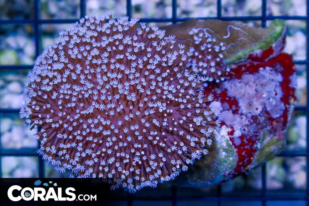 Toadstool Leather w/ Baby (2 o’clock in background) – Australia