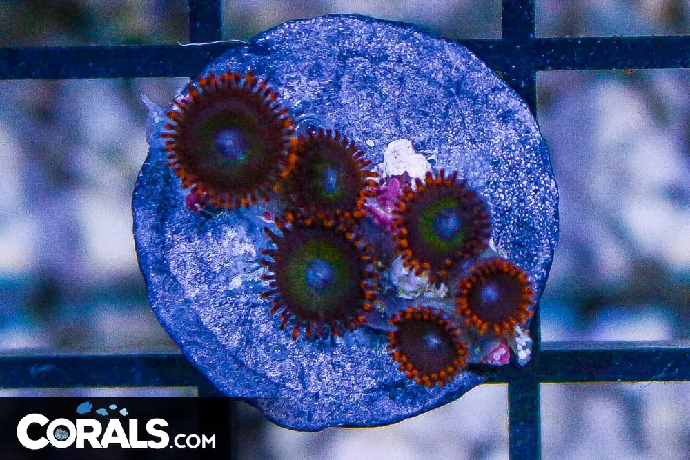 TONGA Zoanthid Frag ULTRA