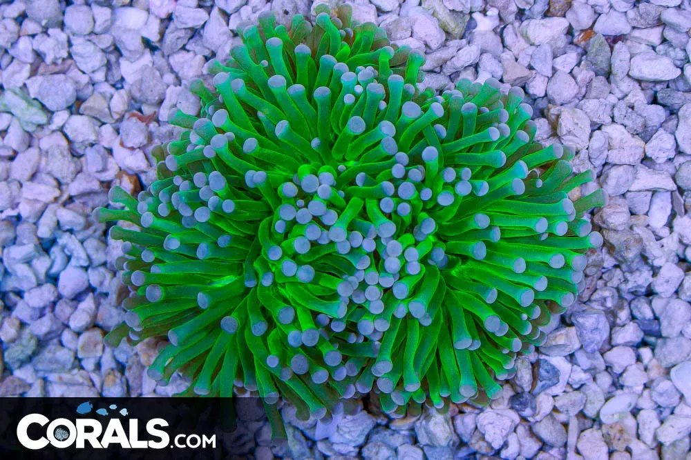 Torch – Australia 1 BIG Head Green