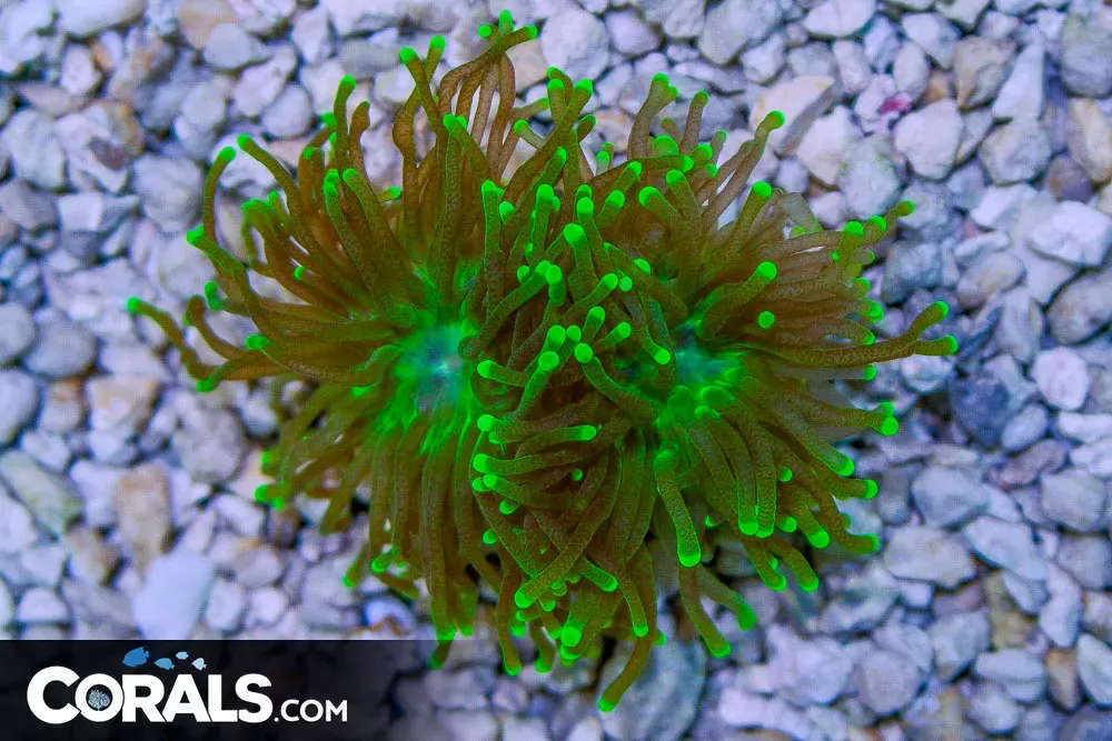 Torch – Australia 2 Heads Green