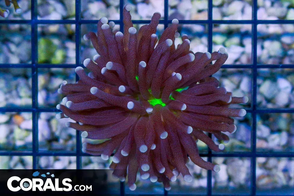 Torch – Australia NEON CENTER 1 HEAD