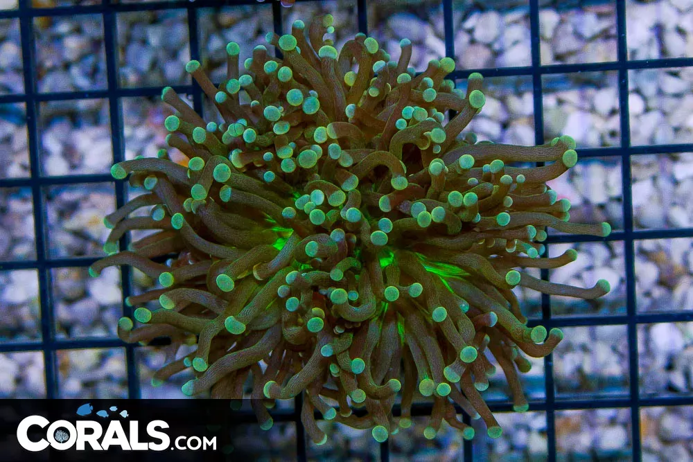 Torch – Australia NEON CENTER with Colored Tips!