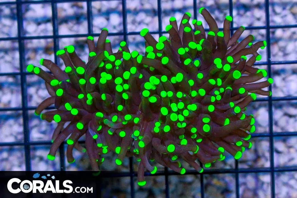 Torch Indo BRIGHT GLOWING NEON TIPS!