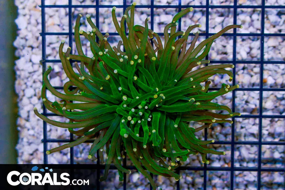 Torch Indo Green w/ Orange GLOWING TIPS!