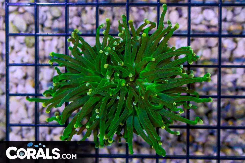 Torch Indo Green w/ YELLOW GLOWING TIPS!