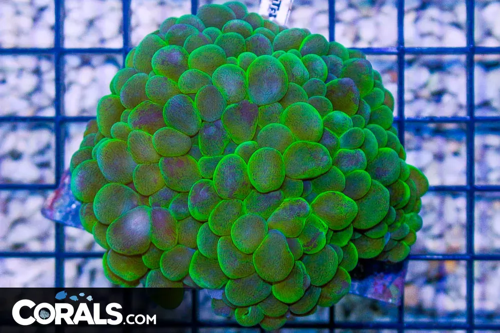 TOXIC Pearl Bubble Coral – Indo So Many Bubbles!