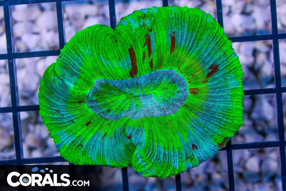 Trachyphyllia – Australia NEON/Colored Ring
