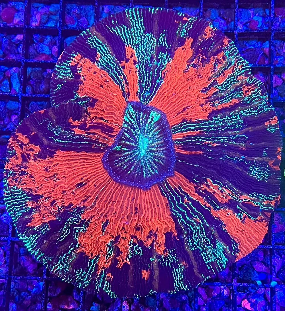Trachyphyllia – Indo – Red MULTICOLORED ULTRA