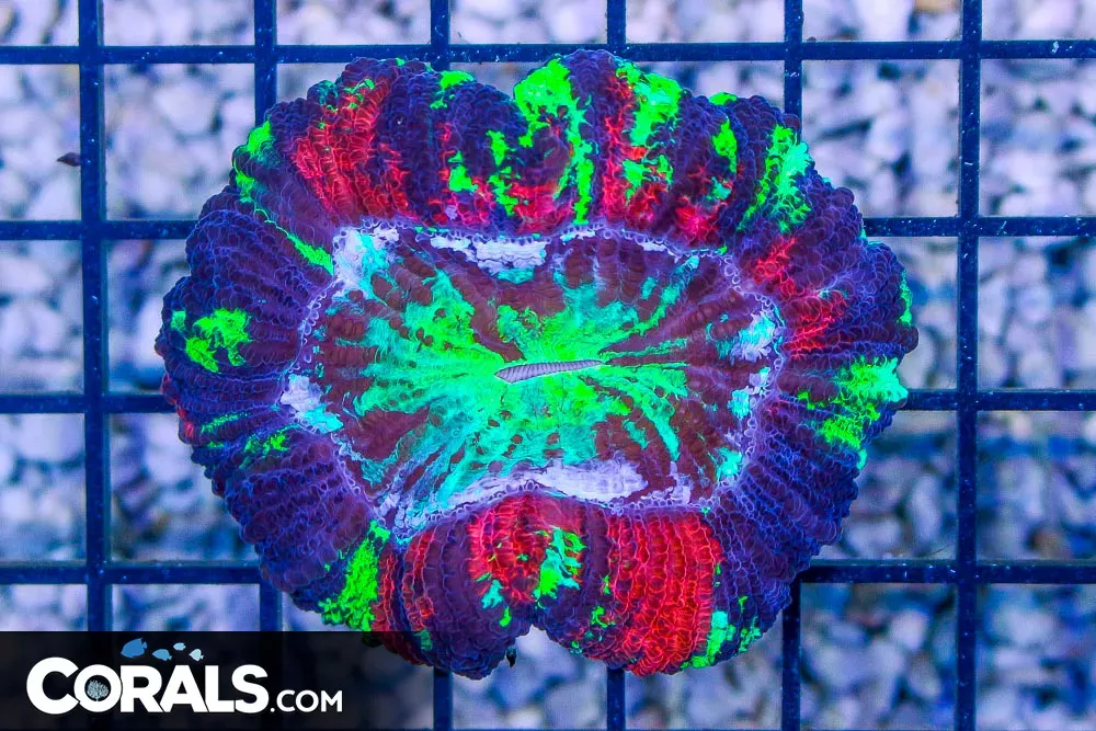Trachyphyllia – Indo – RED w/ NEON ULTRA