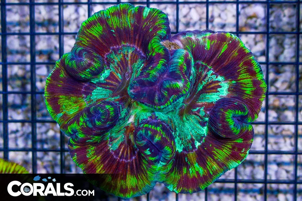 Trachyphyllia – Indo – SUPER UNIQUE PATTERN!