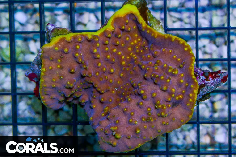 Turbinaria Coral – Tonga YELLOW SCROLL – Unique Shape!