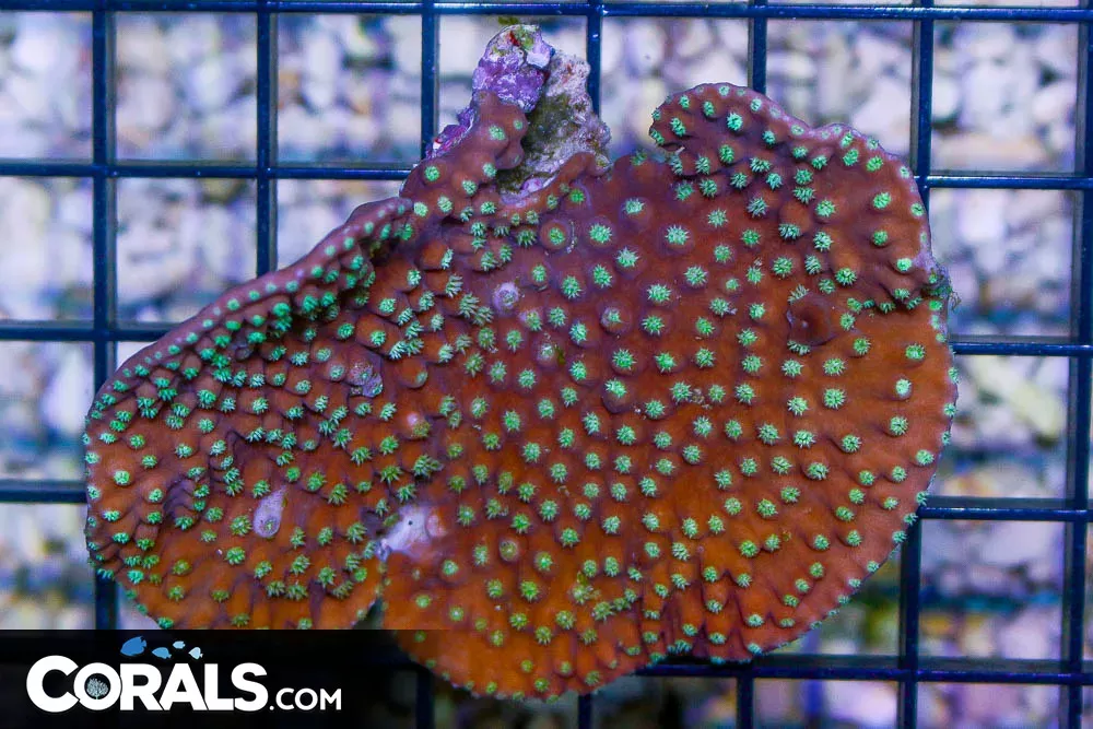 Turbinaria Coral – Tonga