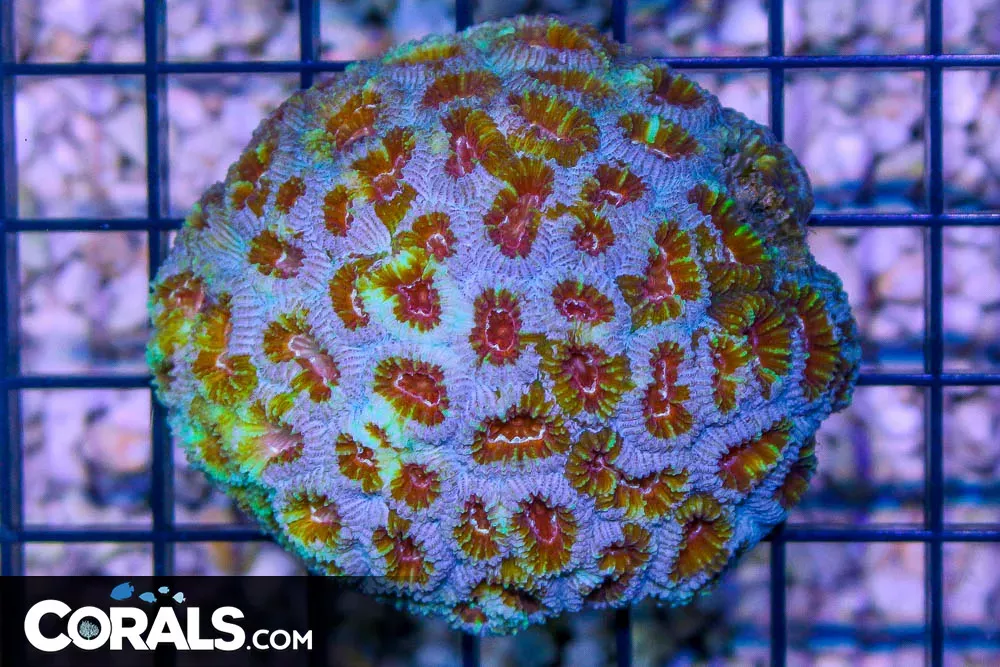 ULTRA Favia – TONGA RARE