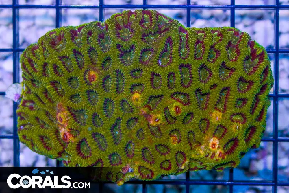 ULTRA MULTICOLOR Favia – Australia