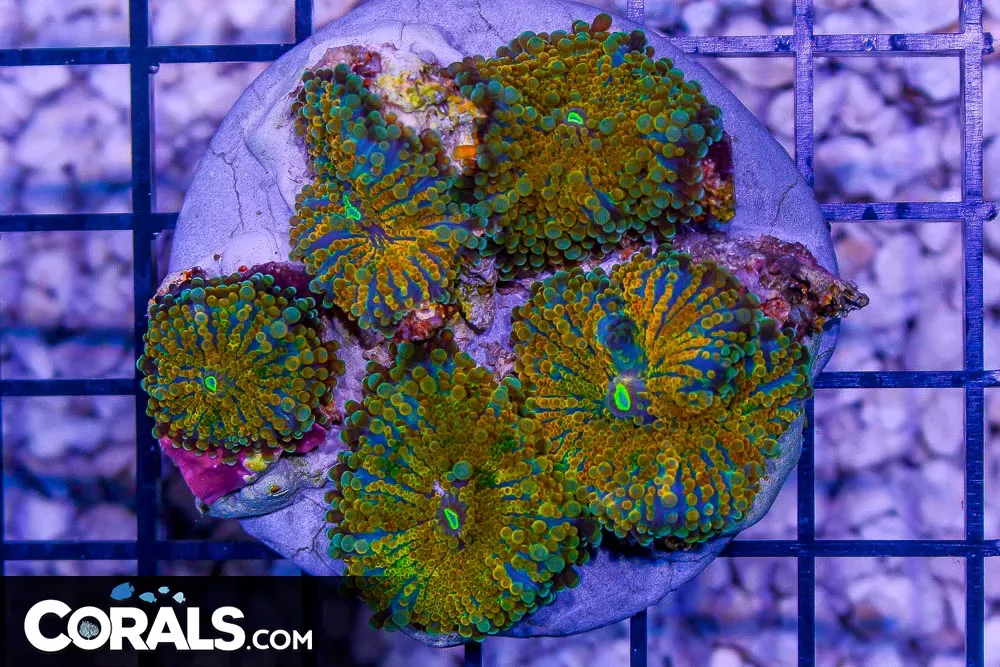 ULTRA ORANGE Yuma Colony – Indo