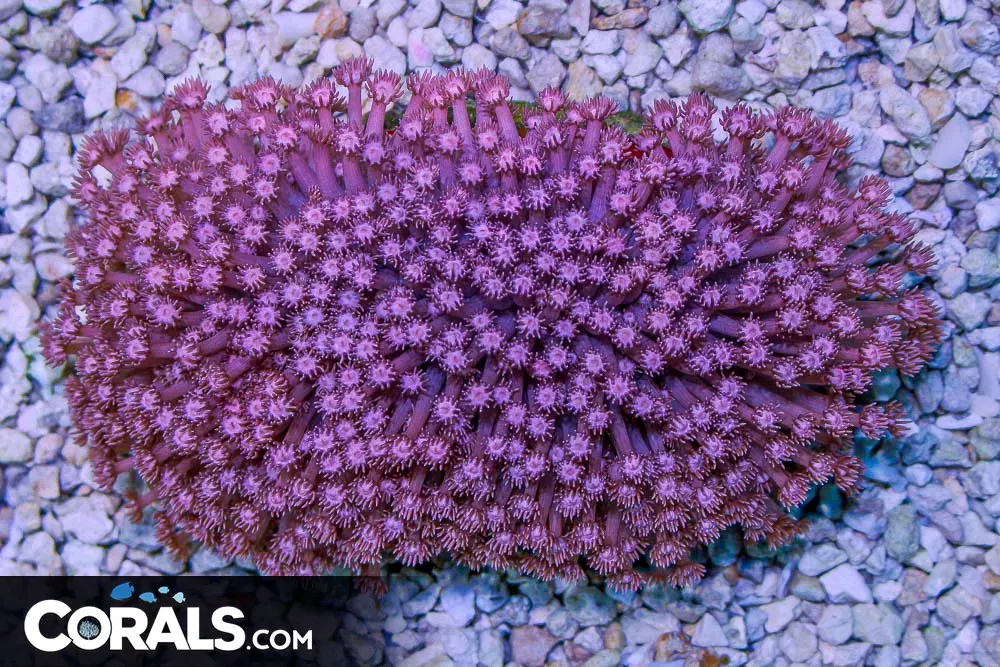 ULTRA PINK Goniopora – Indo Show Size