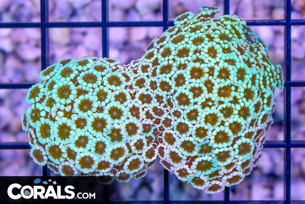 ULTRA RAINBOW Alveopora – Australia GLOWS!