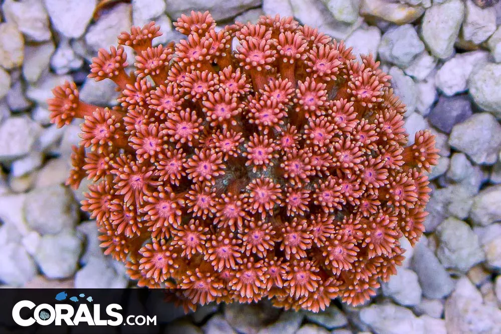 ULTRA RED/PINK Goniopora – Indo