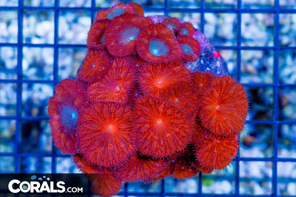 UNIQUE Blasto Merletti Mix! Puffy Polyps Indonesia Crazy! (Blue Video Inside!)