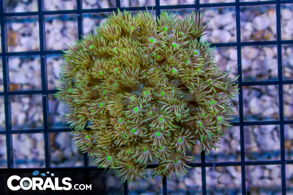 UNIQUE ULTRA Goniopora- Australia BRIGHT EYES