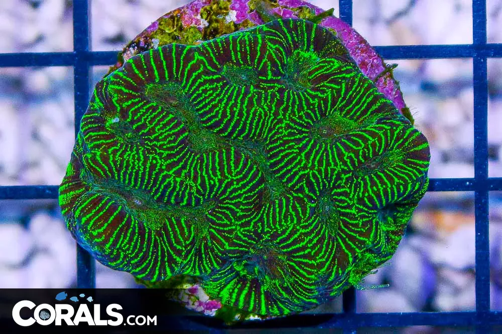 VARIEGATED Platygyra Frag