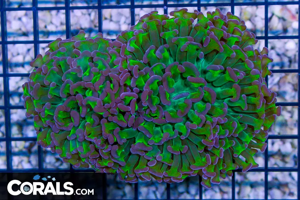 Wall Hammer – Australia NEON Stems Purple Tips