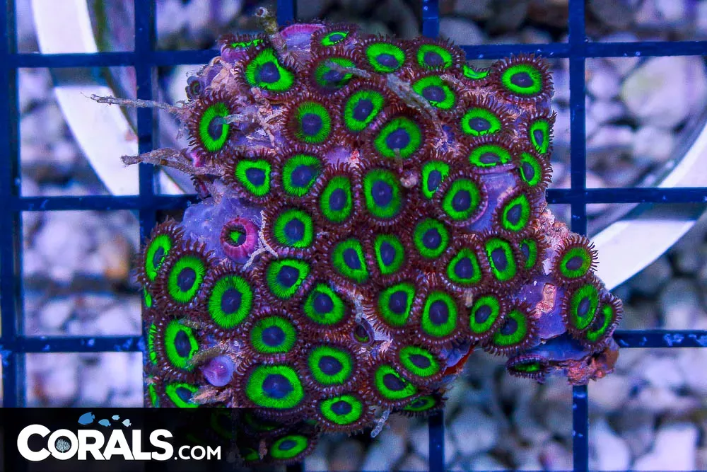 WESTERN AUSTRALIA ZOA – BRIGHT GREEN!