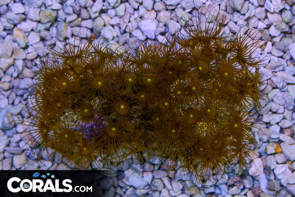Yellow Polyp – Indonesia LOADED WITH POLYPS!