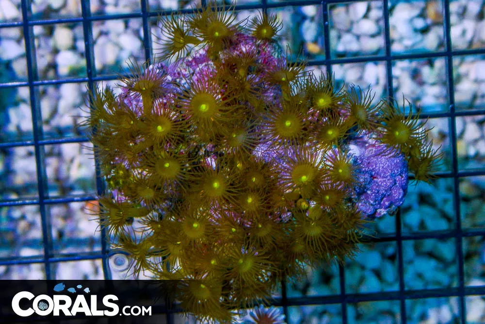 Yellow Polyp – Indonesia