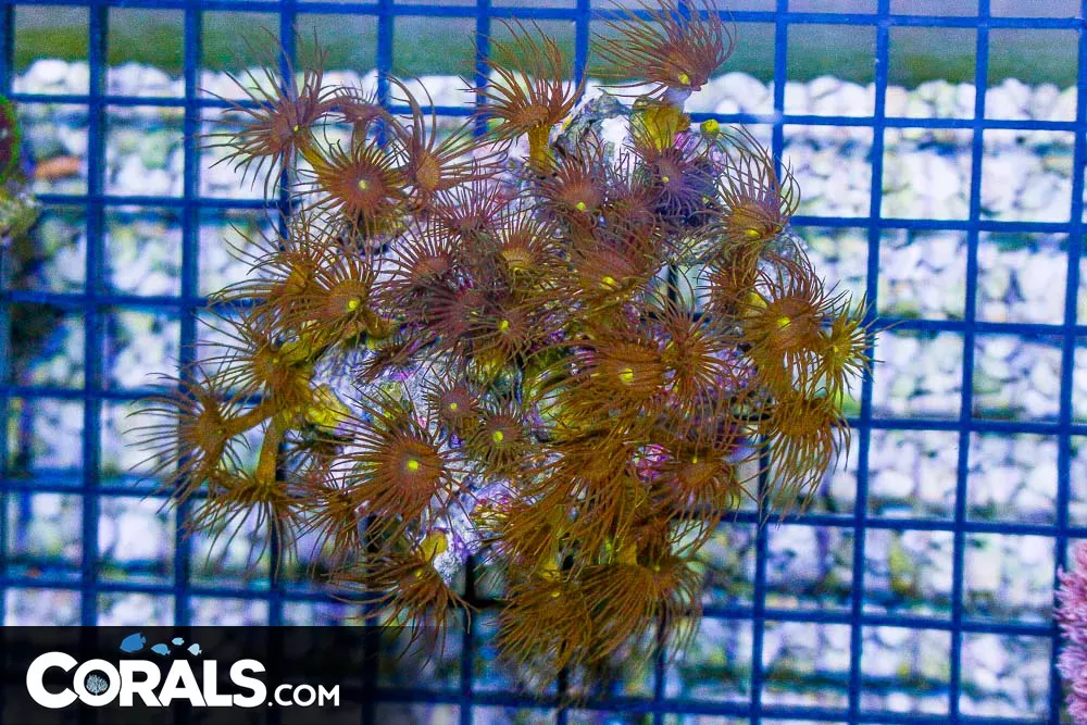 Yellow Polyps – Indonesia LOADED WITH POLYPS!