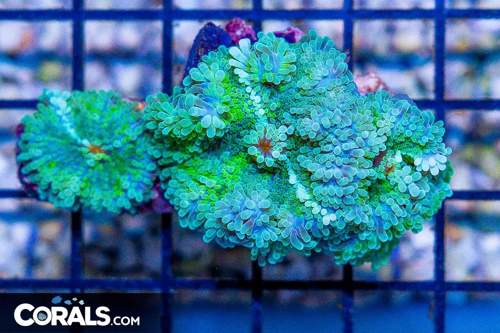 Yuma Colony – Fiji – ULTRA Several Polyps!