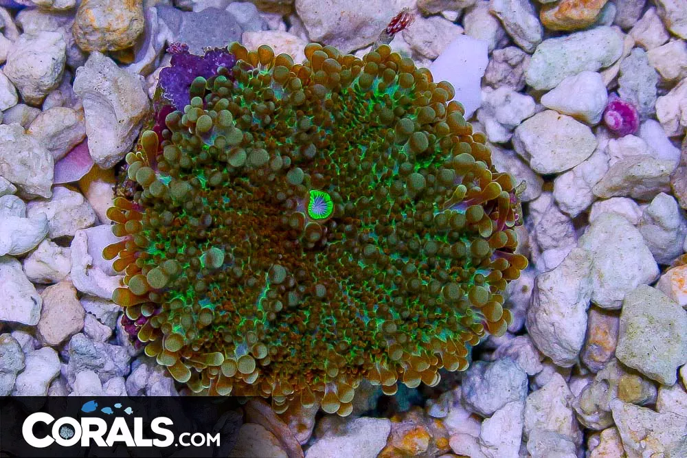 Yuma Colony – Indo 1 Polyp
