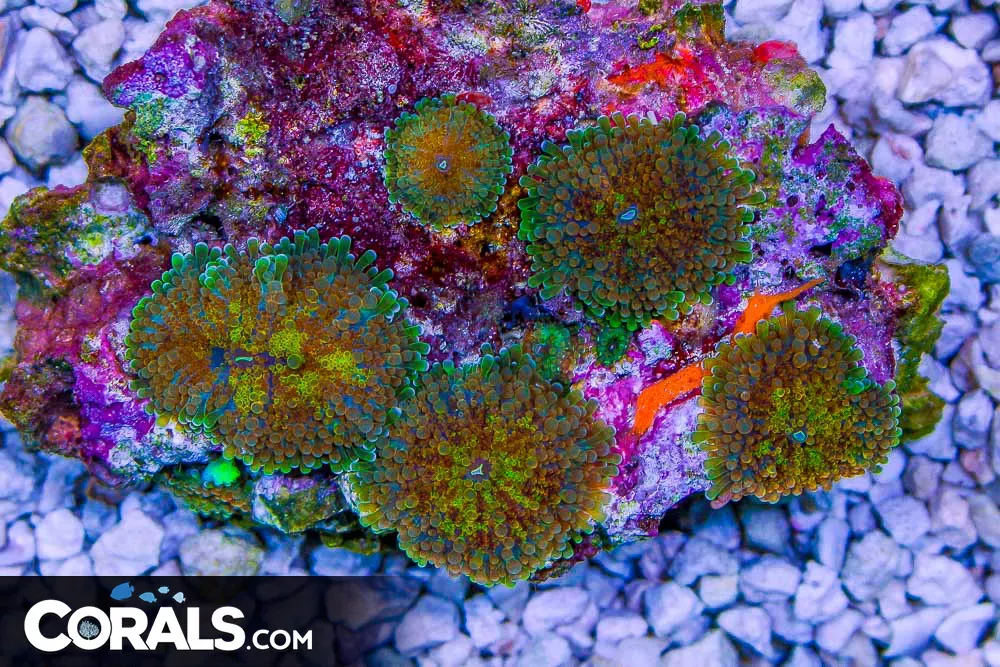 Yuma Colony – Indo SUPER ULTRA SEVERAL POLYPS!