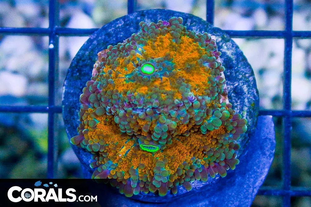 Yuma Mushroom Frag – ULTRA ORANGE