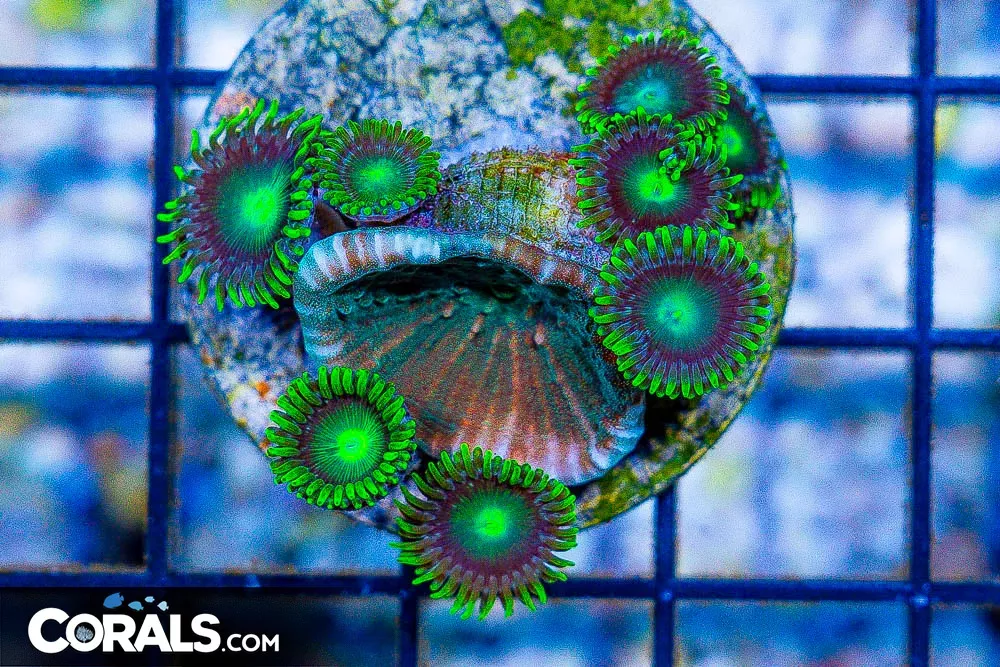 Zoa Combo Coral Frag