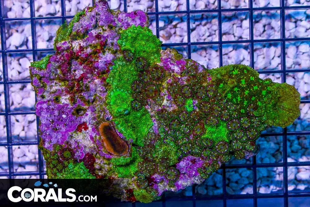 Zoa/Mushroom Combo Colony – Indo – Loaded with Polyps!