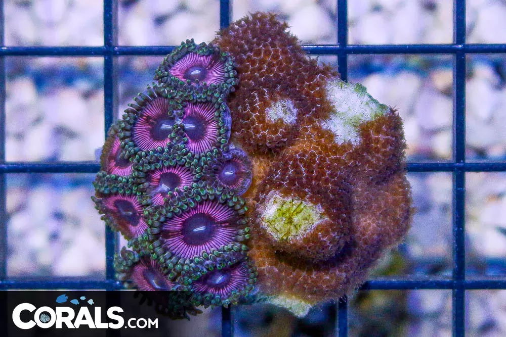 Zoanthid Colony – Indo – SPS COMBO
