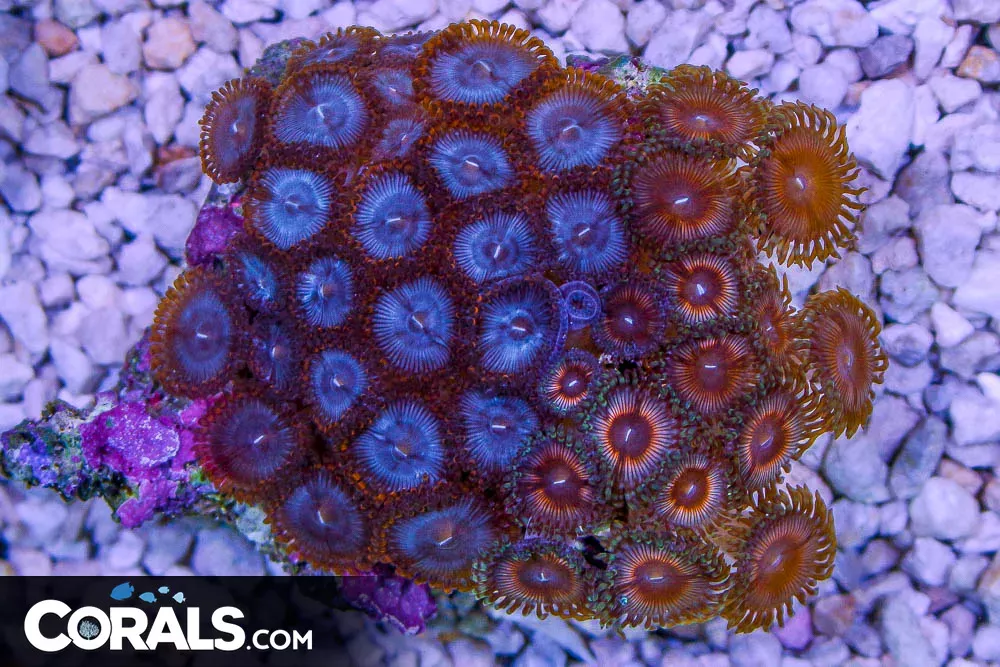 Zoanthid Colony – Indonesia BLUE/2 COLOR